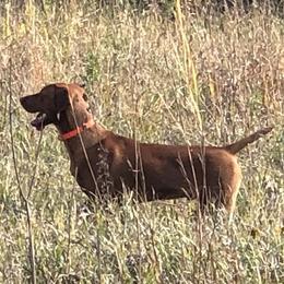 Hudson - Vizsla