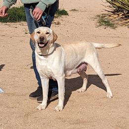 Honey - Labrador Retriever