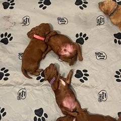 Labradoodle Puppies from Desert Mountain Doodles