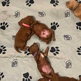 Labradoodle Puppies from Desert Mountain Doodles