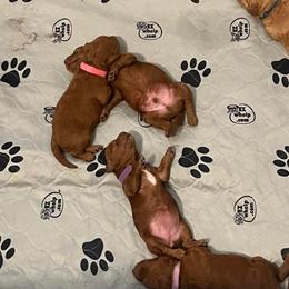 Labradoodle Puppies from Desert Mountain Doodles