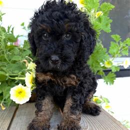 Creek - Phantom male Goldendoodle puppy in Spokane, Washington from Goldendoodles on the Prairie