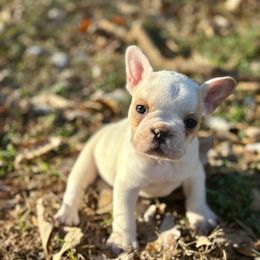 Cornbread - Cream female French Bulldog puppy in Opelika, Alabama from Fancy Face Frenchies