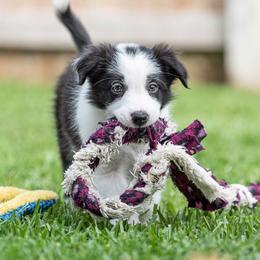 Border Collie Puppies from High Point Border Collies