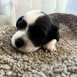Miniature Schnauzer Puppies from A.R Miniature Schnauzers