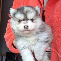 Dark Merle - Merle male Pomsky puppy in Fairbanks, Alaska from Arctic Kennels (Pomskies, Akitas & Shibas)
