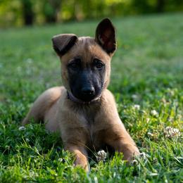 Stay Wild's Nala - Yellow female Dutch Shepherd puppy in Alum Creek, West Virginia from Stay Wild K9