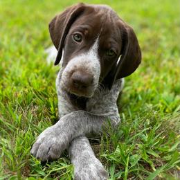 German Shorthaired Pointer Puppies from Thunder Mountain Gun Dogs