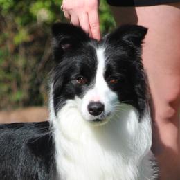 Border Collies from Maple Border Collies