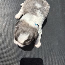 Jimbo(Breeders Pick) - Blue and white male Shih Tzu puppy in Eunice, Louisiana from 4J's Cajun Kennels