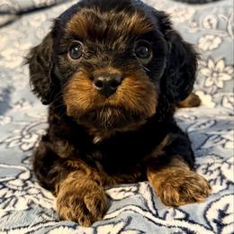Boots - Black and tan male Cavapoo puppy in Cameron, South Carolina from Sassy Sailor & Company