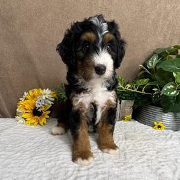 Ricotta - Tri-color female Bernedoodle puppy in Seymour, Missouri from D and D’s Dandy Doodles