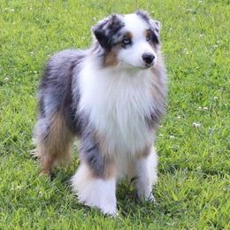 Badger - Australian Shepherd