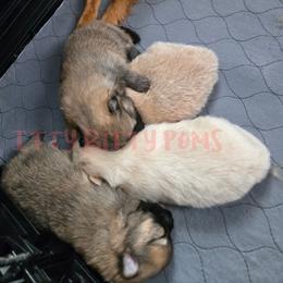 White boy - White male Pomeranian puppy in Newport News, Virginia from Itty Bitty Poms