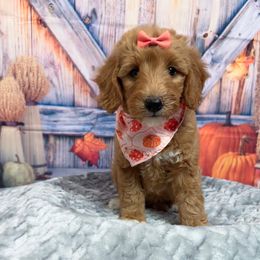 Lena - Red  female Goldendoodle puppy in Apopka, Florida from Rae Precious Puppies
