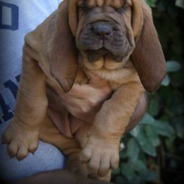Bloodhound and Mastiff Puppies from Teoc Bloodhounds and Mastiffs