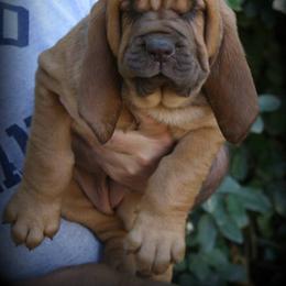 Bloodhound and Mastiff Puppies from Teoc Bloodhounds and Mastiffs