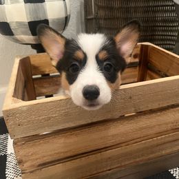 Joe - Pembroke Welsh Corgi puppy from CanaanCorgis