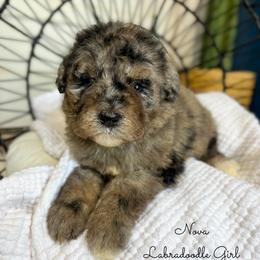 Nova - Merle female Labradoodle puppy in Grove, Oklahoma from Guinn Family Farms
