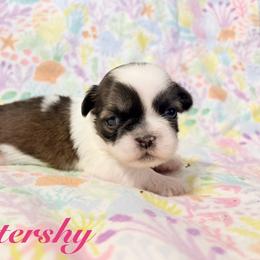 Fluttershy - Black gold and white female Shih Tzu puppy in Hemet, California from Aloha Shih Tzu