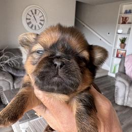 Rasin - Red and tan female Shih Tzu puppy in Bentonville, Arkansas from T & D Dachshunds by design