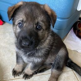 Sugar (Purple) - Sable German Shepherd puppy in Near Richmond, Virginia from German Shepherds of Virginia