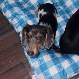 Darlin' - Piebald female Dachshund puppy in Mtn Rest, South Carolina from Stocktons Doxies & Doodles