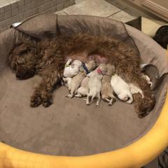 Goldendoodle Puppies from Coal Country Doodles