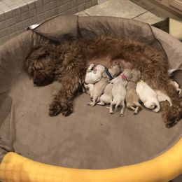 Goldendoodle Puppies from Coal Country Doodles