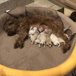 Goldendoodle Puppies from Coal Country Doodles