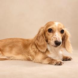 Tiddle-3000-Pet Only - Cream female Dachshund puppy in Biloxi, Mississippi from Southern Doxies