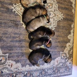 German Shepherd Puppies from Wind Dance German Shepherds