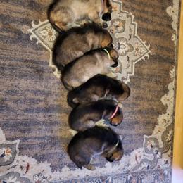 German Shepherd Puppies from Wind Dance German Shepherds