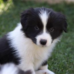Savage - Black and white female Border Collie puppy in Kalispell, Montana from North Fork Border Collies