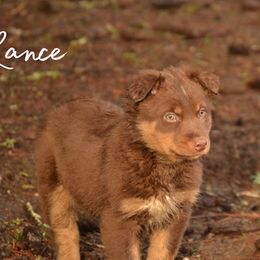 Sir Lance alot - Australian Shepherd puppy from Cart River Aussies