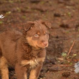 Sir Lance alot - Australian Shepherd puppy from Cart River Aussies