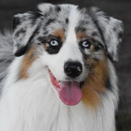 Armani - Australian Shepherd