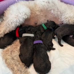 Blue - Blue male Bedlington Terrier puppy in San Jose, California from Barbos Heart