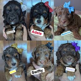 Female 4th pick - Tri-color female Bernedoodle puppy in Sioux Falls, South Dakota from Dolly's Doodles