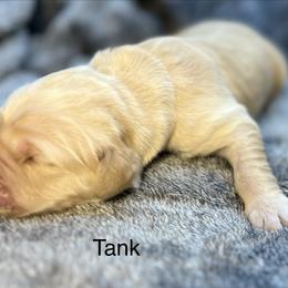 Tank - Golden male Golden Retriever puppy in New Ringgold, Pennsylvania from Hawk Mountain Doodles