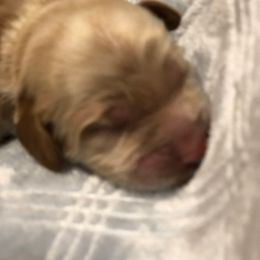 Cockapoo Puppies from Maple’s Cockapoo Puppies