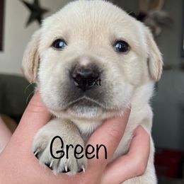 Labrador Retriever Puppies from Red Sky Retrievers LLC