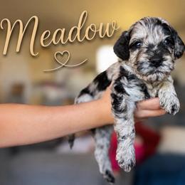 Meadow - Blue merle male Bernedoodle puppy in Fort Collins, Colorado from Front Range Family Doodles