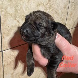 Red Collar - Sable female German Shepherd puppy in Willington, Connecticut from Wertvoll German Shepherds