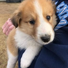 Collie Puppies from Lanz Hollow Farm