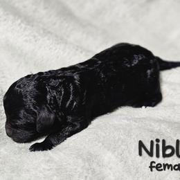 Niblet - Black female Goldendoodle puppy in Harris County, Texas from Cute & Curly Doodles
