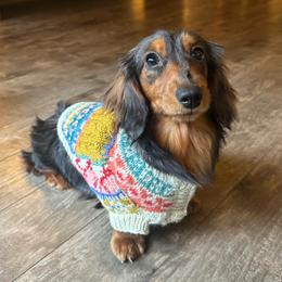 Munch - Dachshund