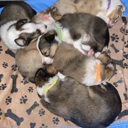 Shetland Sheepdog Puppies from Kuhl’s Sheltie Farm