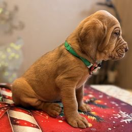TBD- - Red female Bloodhound puppy in Inman, Nebraska from Sandhill Hounds of Nebraska