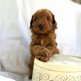 Mika - Caramel cream female Australian Labradoodle puppy in Auburn, California from Poodles and Labradoodles breeder